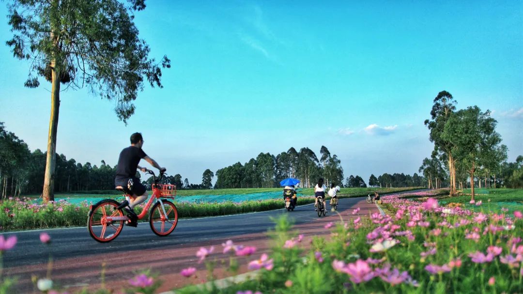 全长240公里的锦江绿道！太震撼了