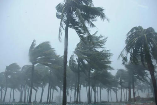 狂风暴雨的时候小鸟在哪避雨,鸟类躲避暴雨