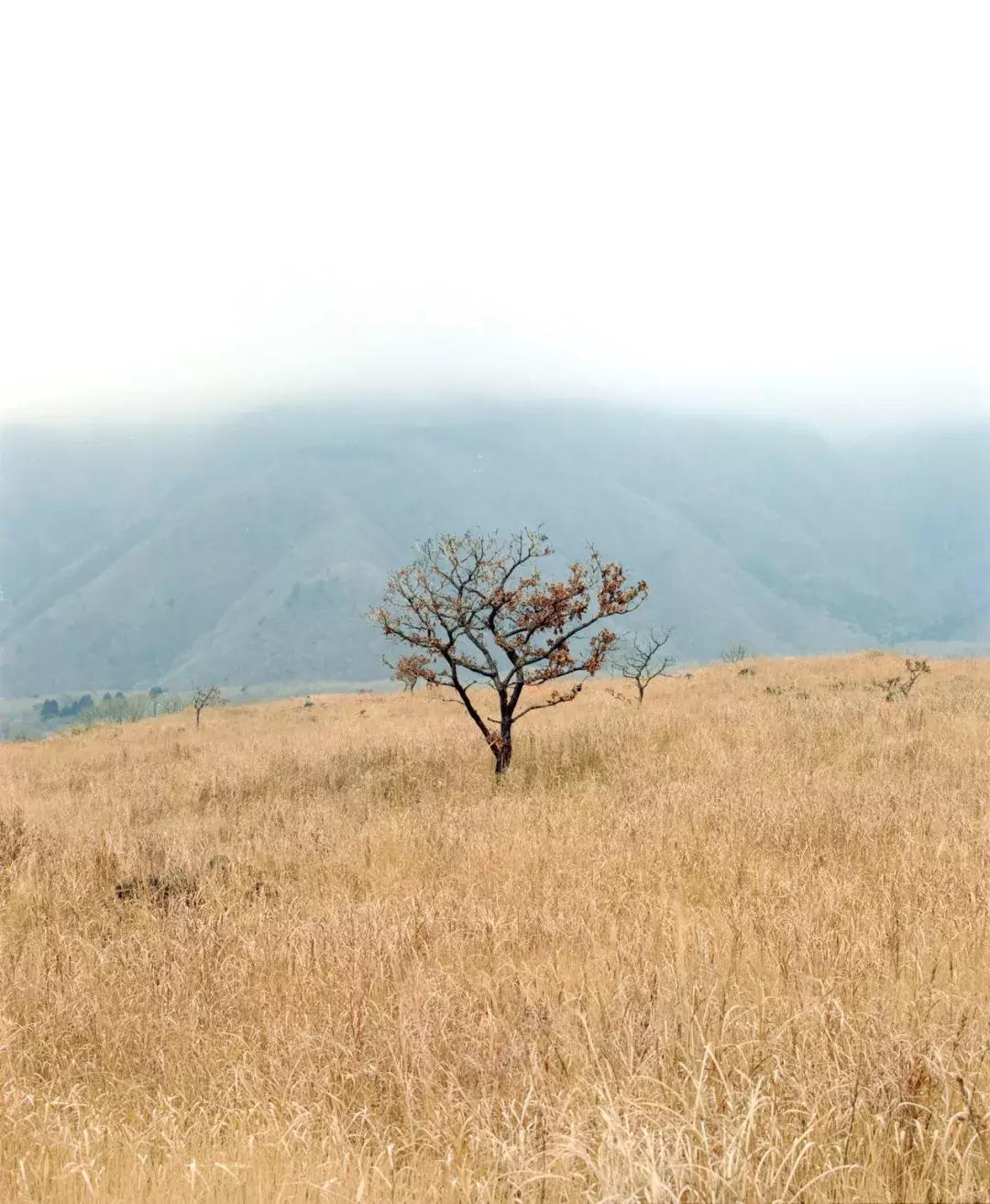 vlog留学日常澳洲,留学旅行vloger