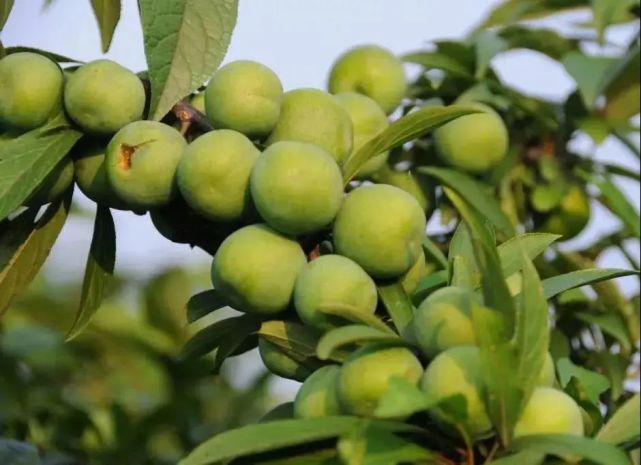 晚熟汶川青脆李,汶川青脆李几月份成熟