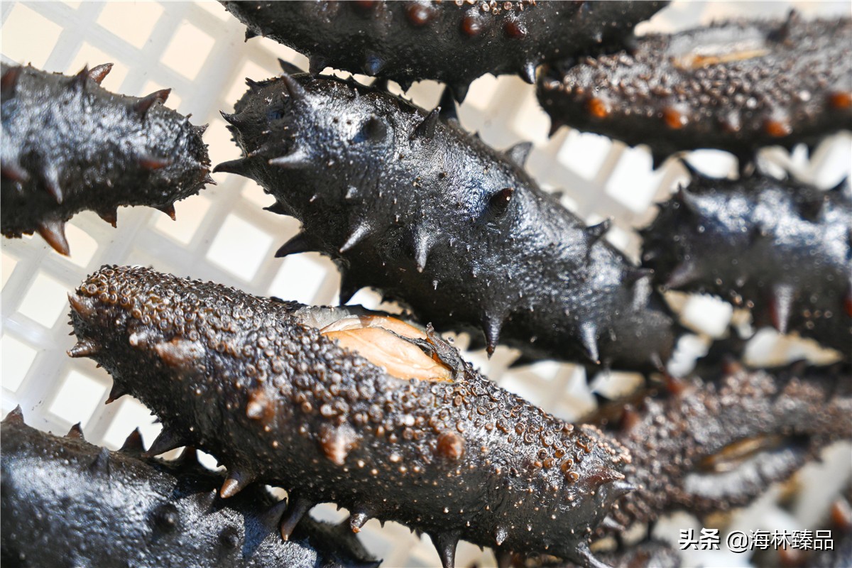 野生海参探店,野生海参采捕视频大全