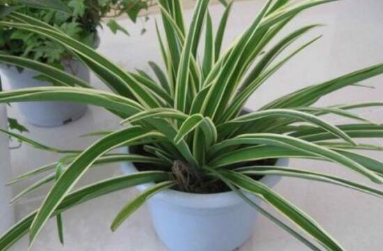 金边吊兰怎样修剪更茂盛,金边吊兰的修剪方法图解