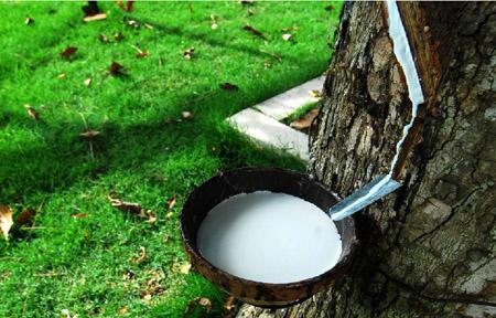 数千万年前琥珀是怎么成形的,琥珀完美封存的古老记忆