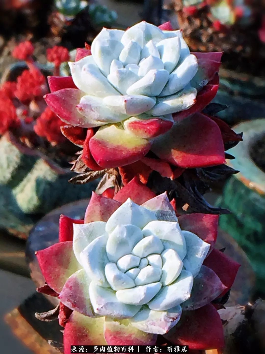 鍒濆啲鏆栭槼鍥寸倝鐓尪,鍐洦鍝佽尪