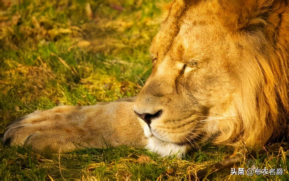 狗产后24小时内出现低血钙怎么办,宠物犬产后低血钙