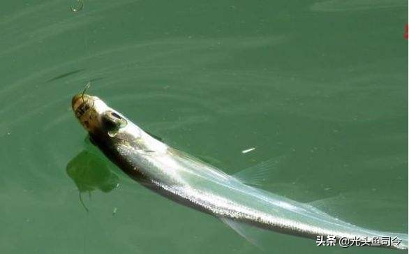 中国肉食性鱼类有哪些,十大掠食性鱼类排名