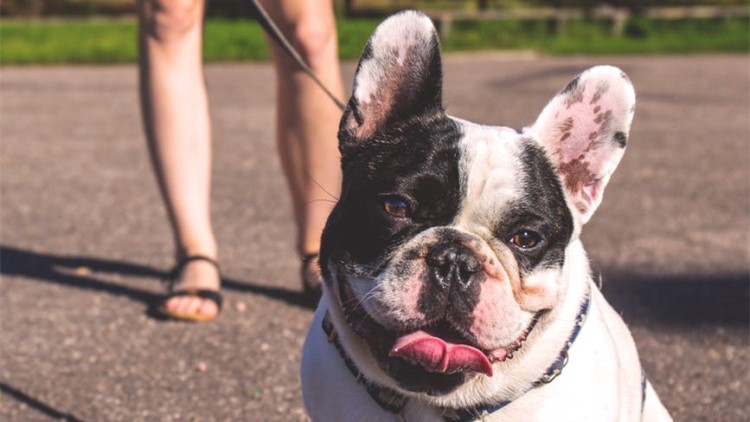 家里有狗需要买些什么,家里有狗狗用品