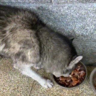 流浪哈士奇偷吃狗粮,哈士奇被饿骨瘦如柴