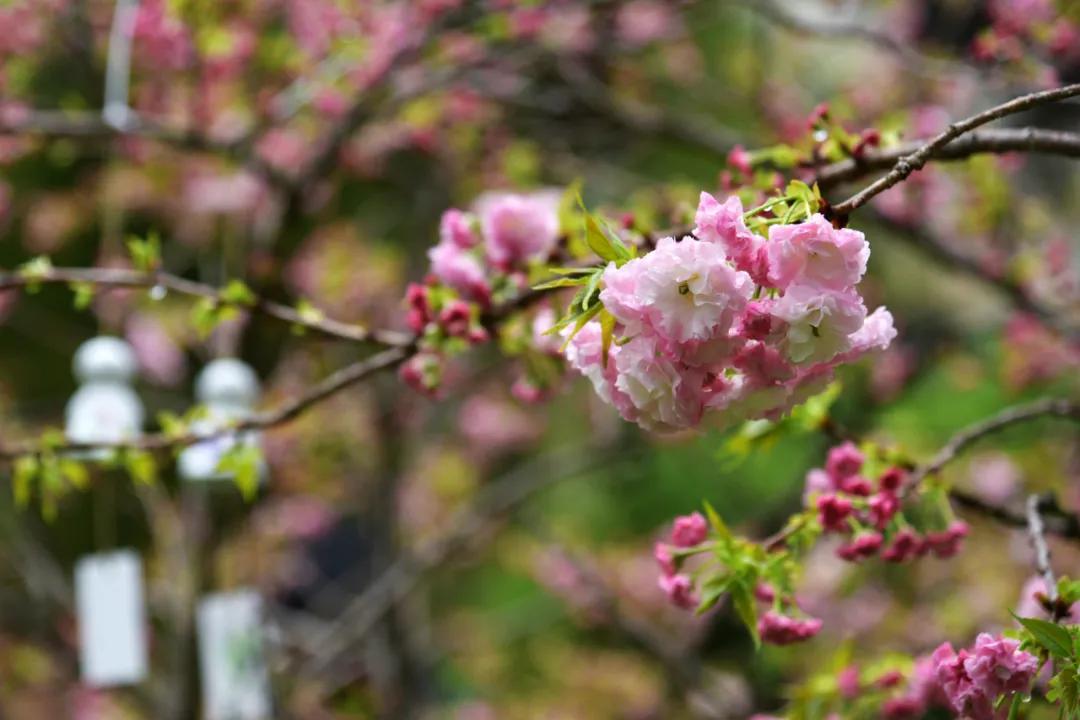 樱花烂漫时汉服少女,樱花烂漫时相遇