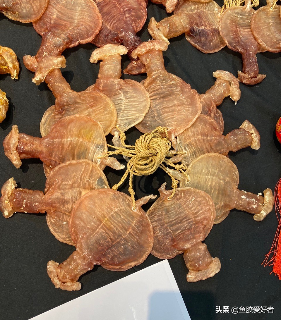 新手入门鱼胶,新手入手鱼胶哪种好