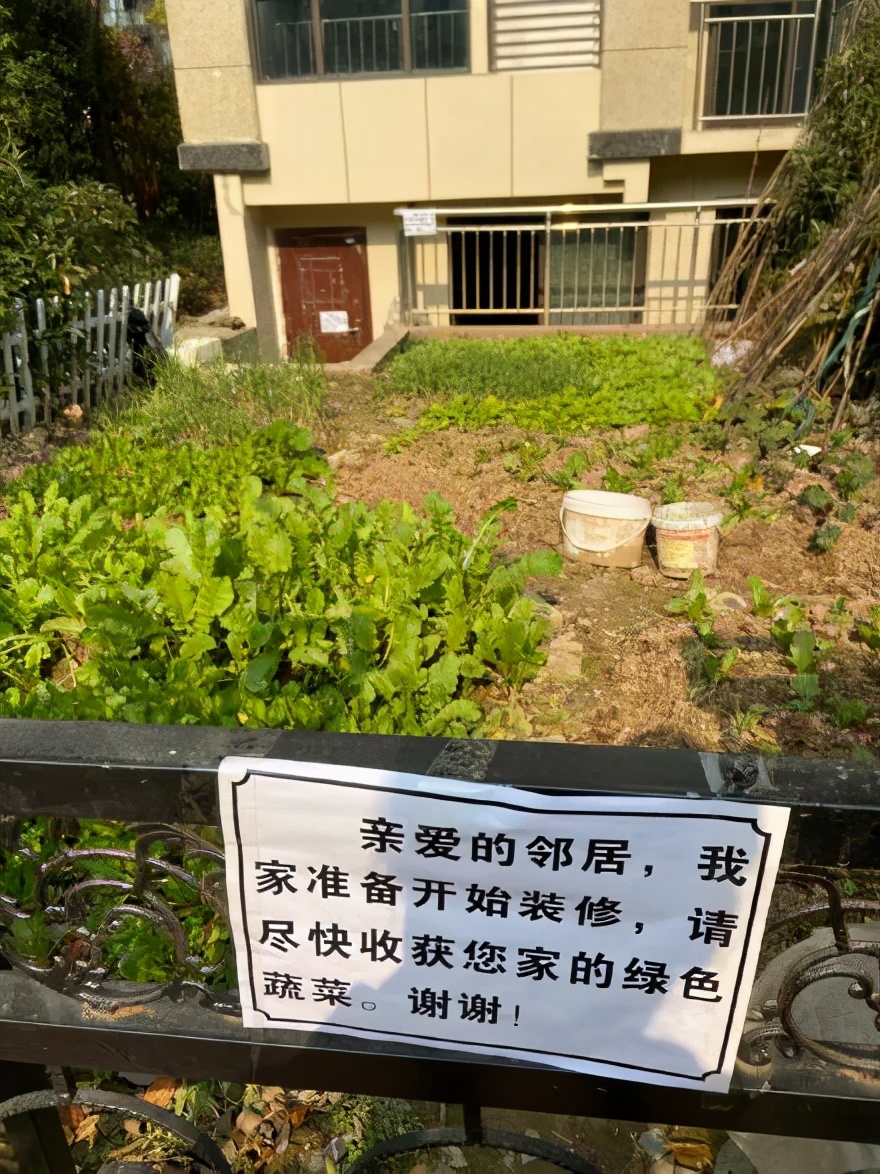 中国的种菜天赋要多离谱,中国种菜天赋惊呆外国人解说