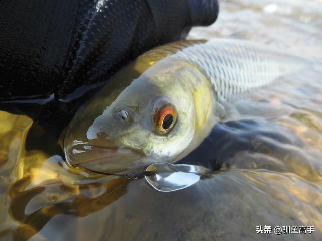 路亚赤眼鳟攻略,赤眼鳟路亚操作手法