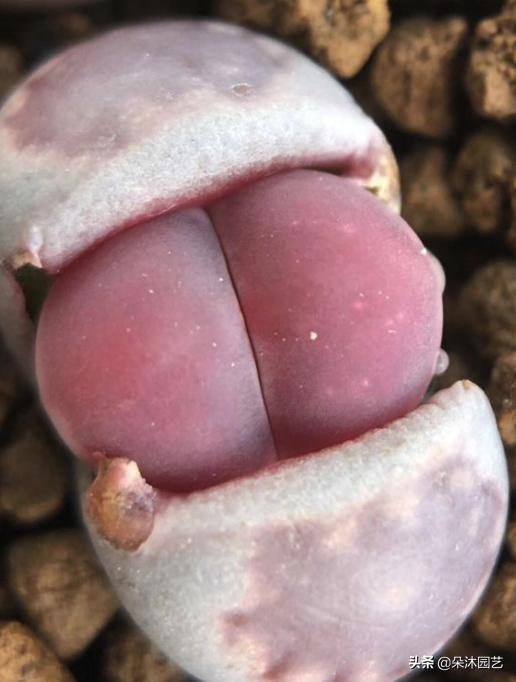 生石花初学者,生石花植物科普解说