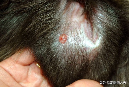 狗狗掉毛皮肤红怎么治愈,狗狗皮炎掉毛怎么办