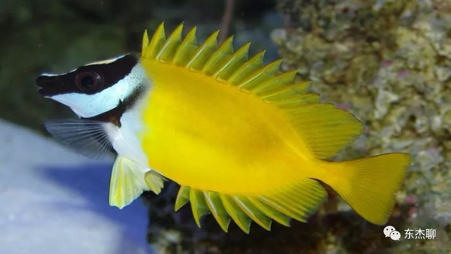 哪些海水鱼可以在淡水中养,哪些海水鱼能释放电压