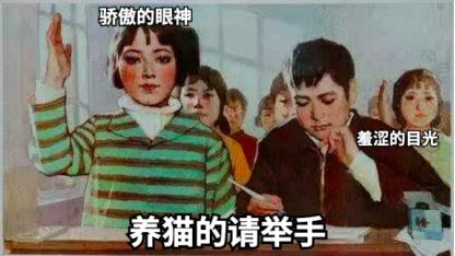 祺鑫养猫实录,穷人养猫实录