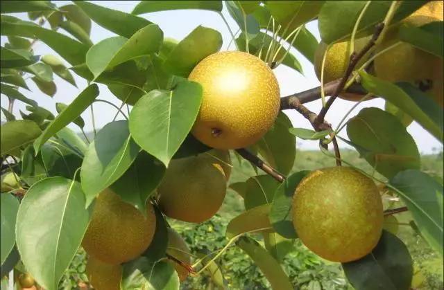 10个日本田园综合体案例,日本家庭生态农场如何建设