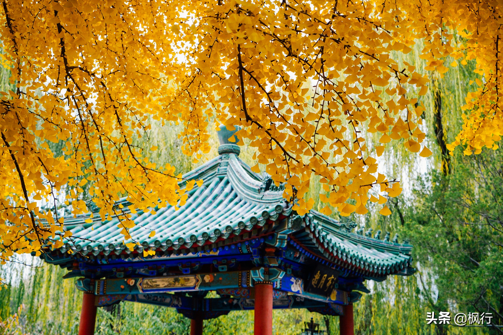 北京18个看银杏的好地方在哪,北京八大处看银杏攻略