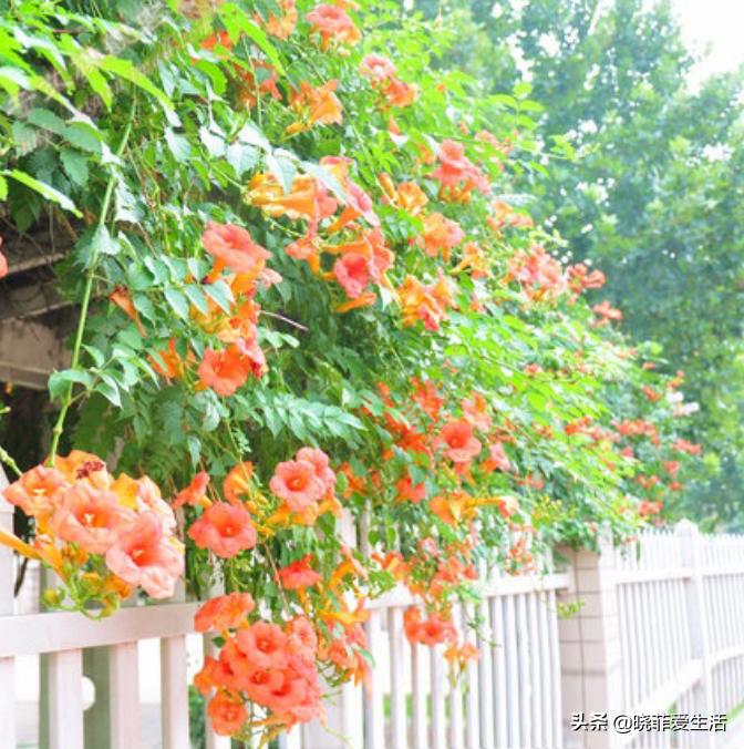 爬墙种植物大全,爬墙类绿植家种