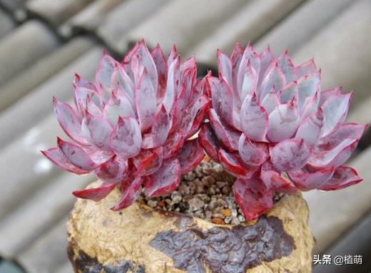 雨后的赫拉特别干净，颜值很赞，让多肉赫拉状态佳，无非做好6点