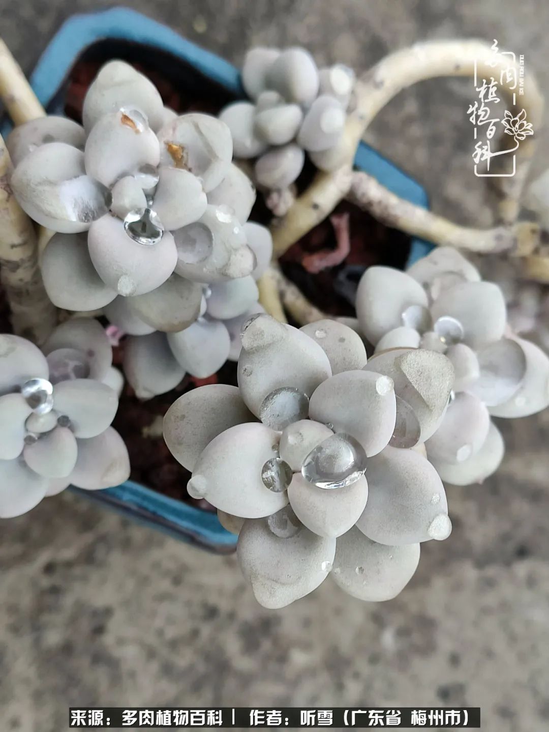 爱上多肉精致生活,爱上多肉我们的减压法宝