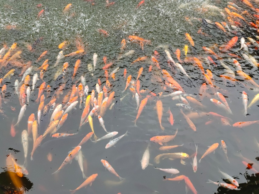 成都动物园游玩日记,成都动物园游玩心情