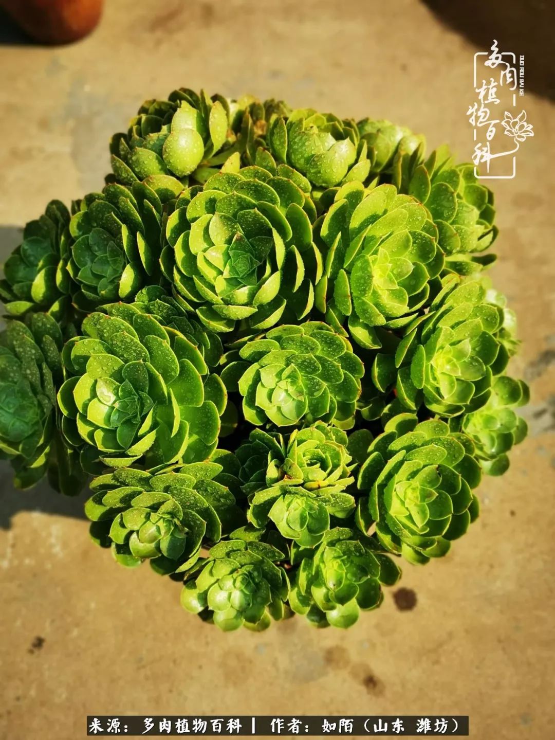 凤凰涅槃，浴火重生！多肉法师圣斗士们的秋天！（附养护经验）