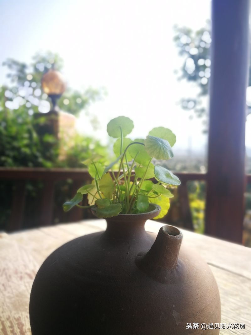 小茶壶水培铜钱草,戴着“小铜钱帽”太有艺术感了!