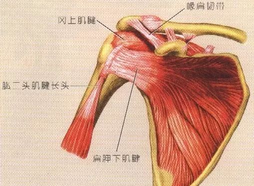 你的肩膀“冻住”了吗？