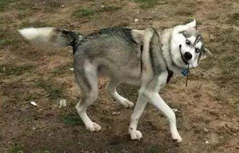 大黄蜂口碑,大黄蜂销量