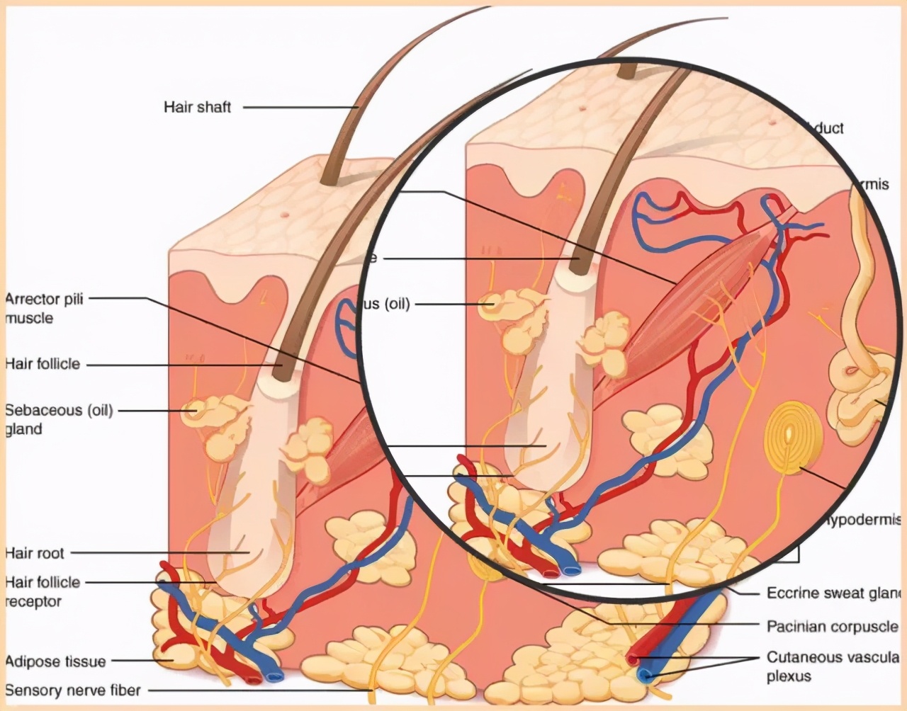 毛孔已经很大了,毛孔越来越大还长痘