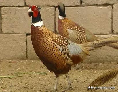 央视致富经骗局大揭秘,央视致富经的套路