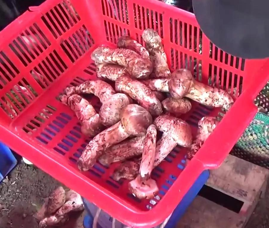 松茸菌干货的吃法,新鲜松茸菌怎么做好吃一点