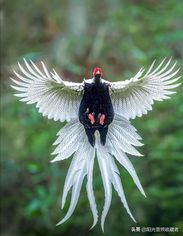 现在最便宜的邮票是哪枚,近十年打折小型张邮票有哪些