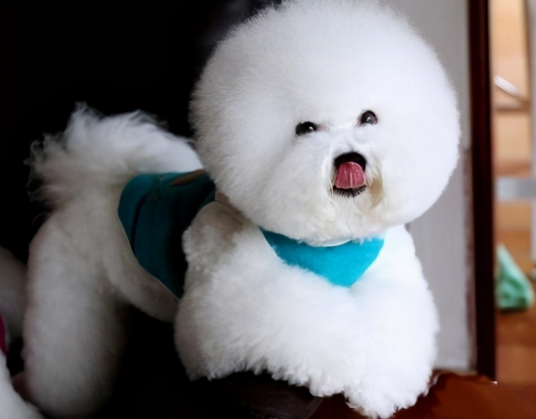 比熊犬小时候毛不卷还发黄,比熊幼犬部分毛色发黄怎么回事