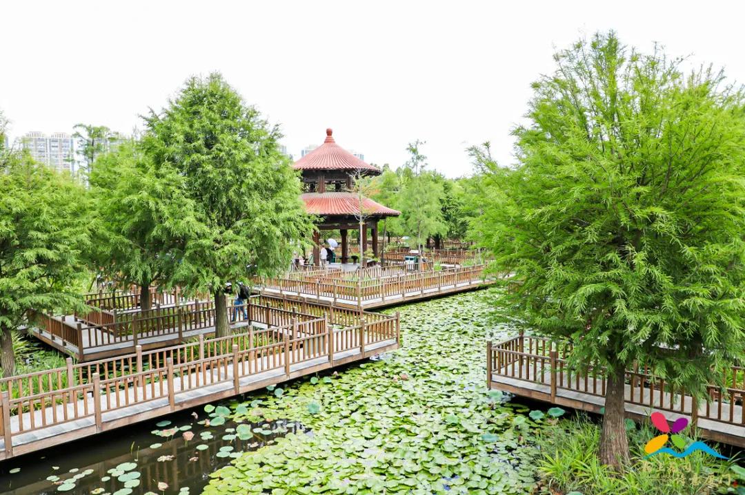 直奔厦门,厦门夏日旅行攻略