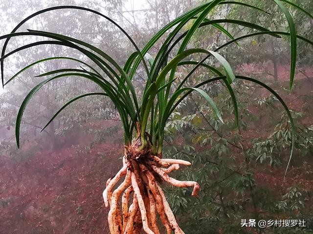 兰花怎样施肥用什么肥,兰花如何施肥最佳