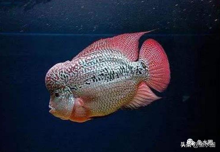 地图鱼和罗汉鱼混养的正确方法,罗汉鱼可以和地图鱼鹦鹉鱼混养吗