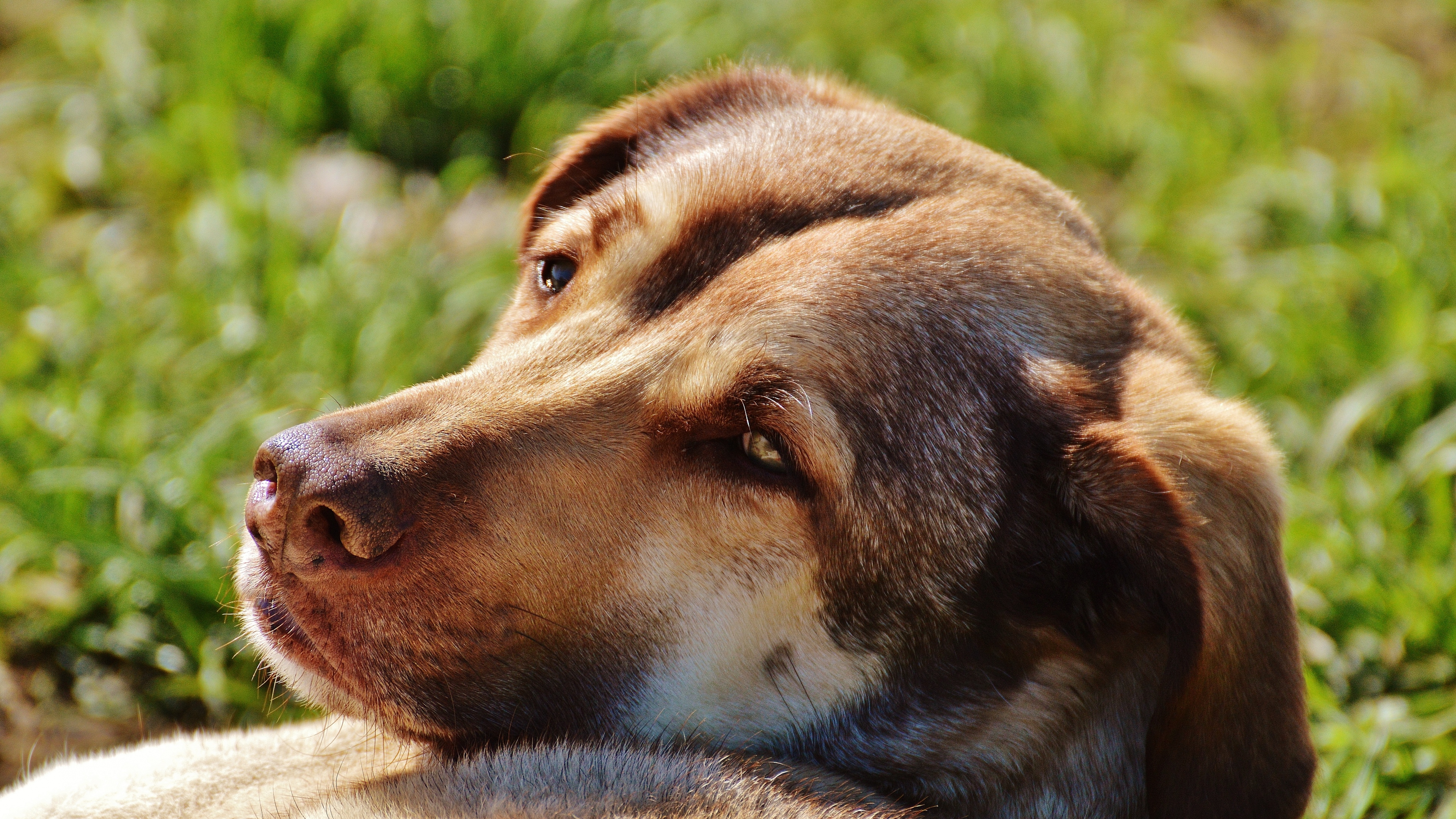 4k动物正脸壁纸高清版霸气,苹果12壁纸超清4k全屏动物