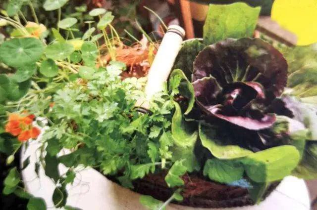 适合阳台盆栽的蔬菜混种搭档，通通收集在此