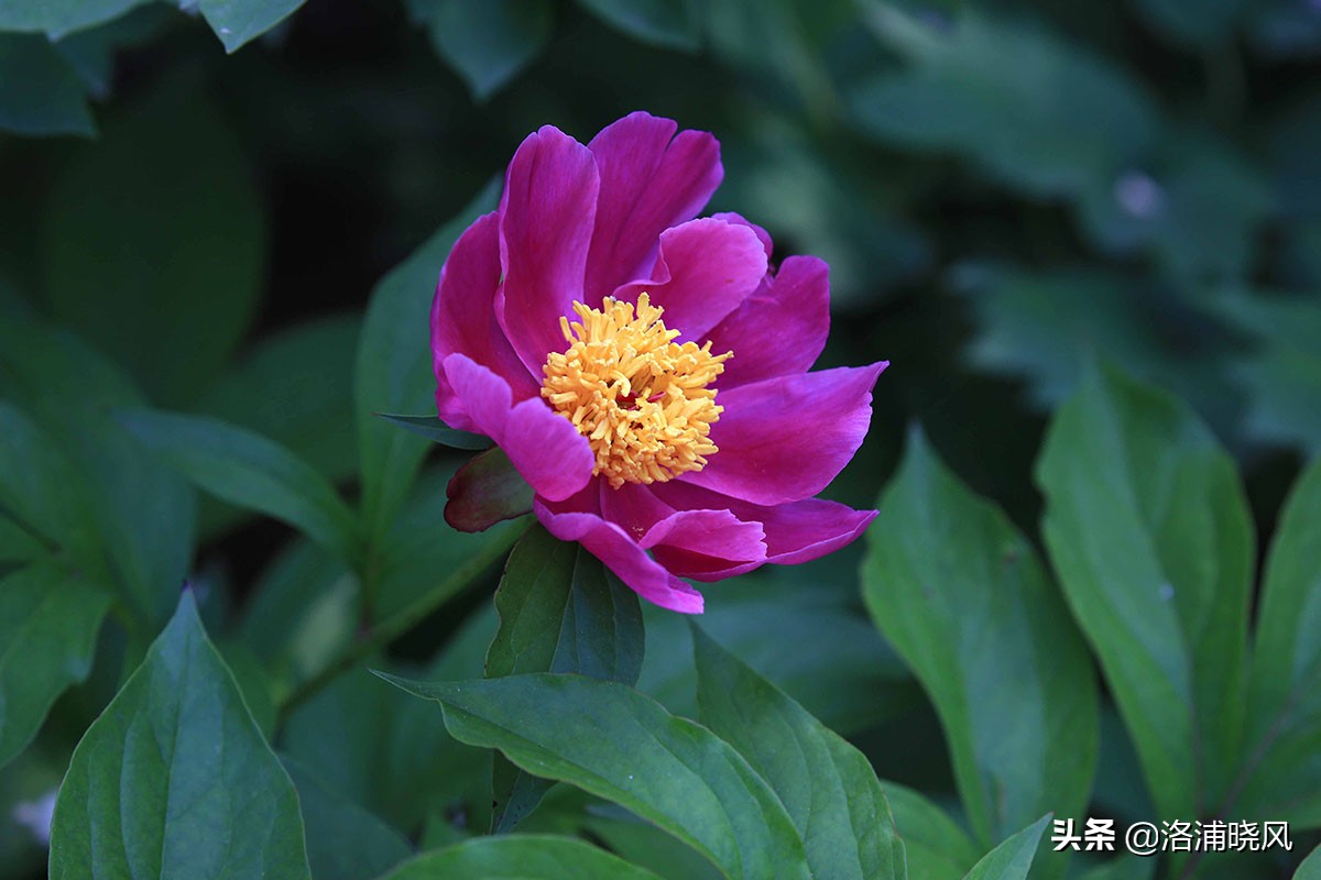 大院绿化的回忆——顺便看看院里的芍药定个究竟有多少种？