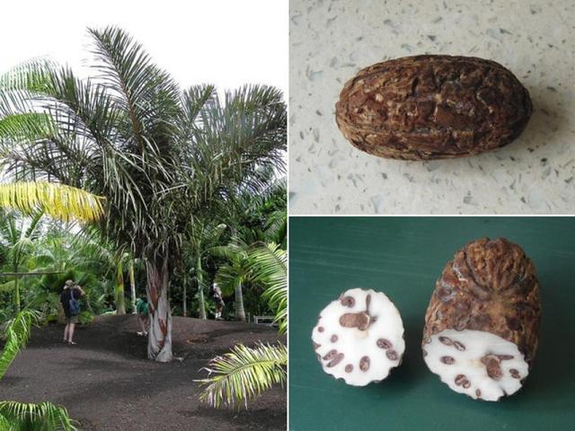 菩提子为什么是有香味儿的,你知道菩提子是什么吗