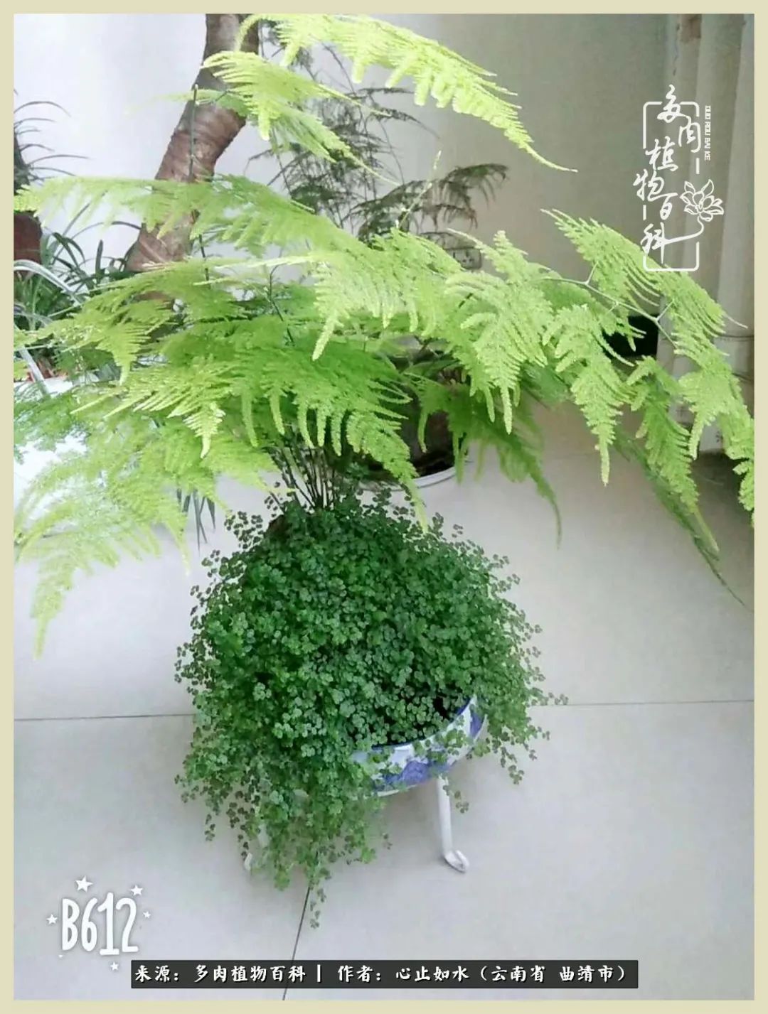 景德镇精品拇指多肉盆,轻奢多肉拇指盆3.5