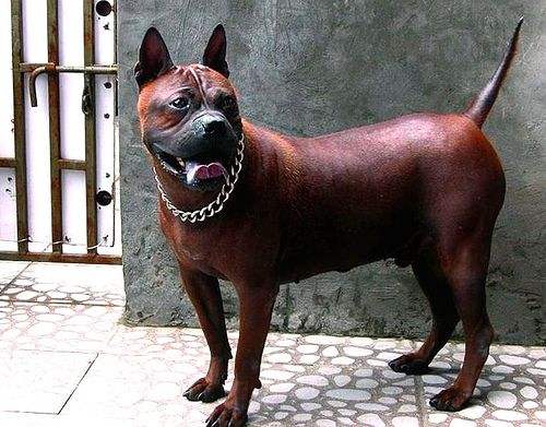 国外的狗跟中国的狗有哪些不一样,中国的土狗好还是外国的狗好