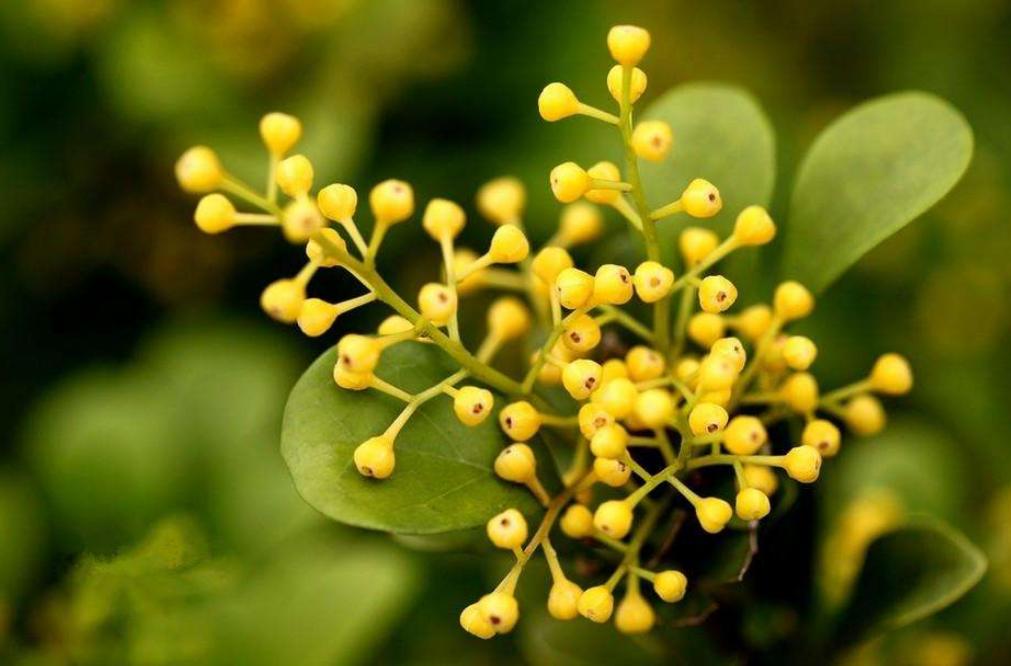 米兰有很多老枝怎么办,刚买的米兰换土的正确方法