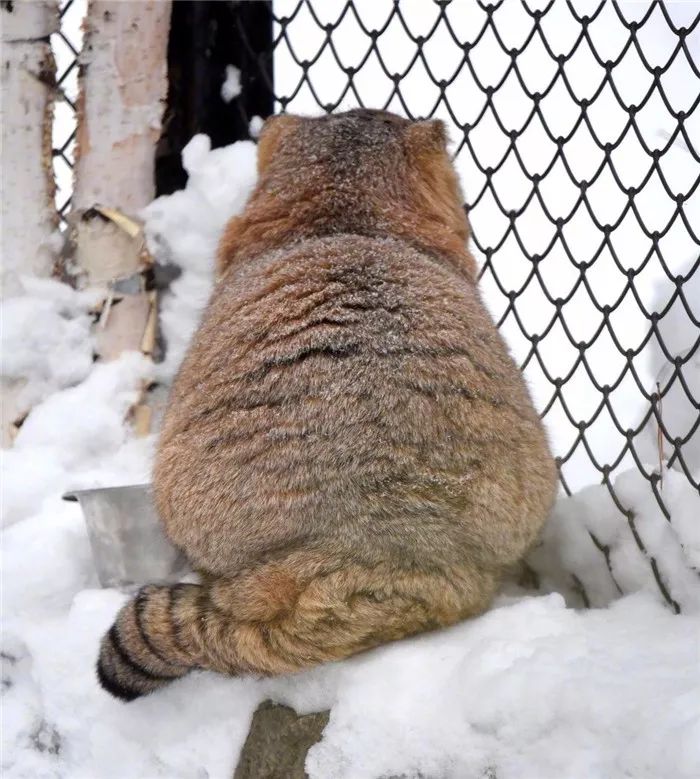 游客雪天遇见兔狲，活像一枚糖霜面包，胖乎乎坐在一旁怀疑喵生！