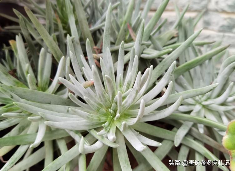 爱杜丽丝多肉怎么变成老桩,爱杜丽丝多肉是夏型种吗