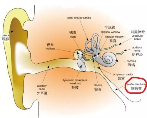 早起打喷嚏过敏性鼻炎吃什么药,过敏性鼻炎打喷嚏流鼻涕快速解决