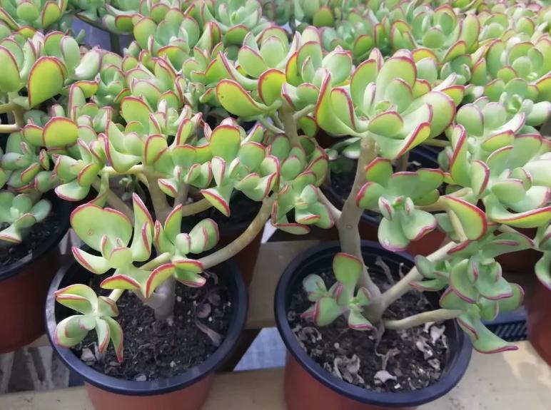 多肉养出状态来有多美？这102种多肉控养上色之后美呆了