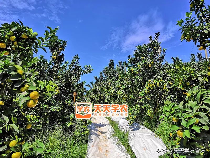 金秋砂糖桔的缺点,今年的金秋砂糖橘